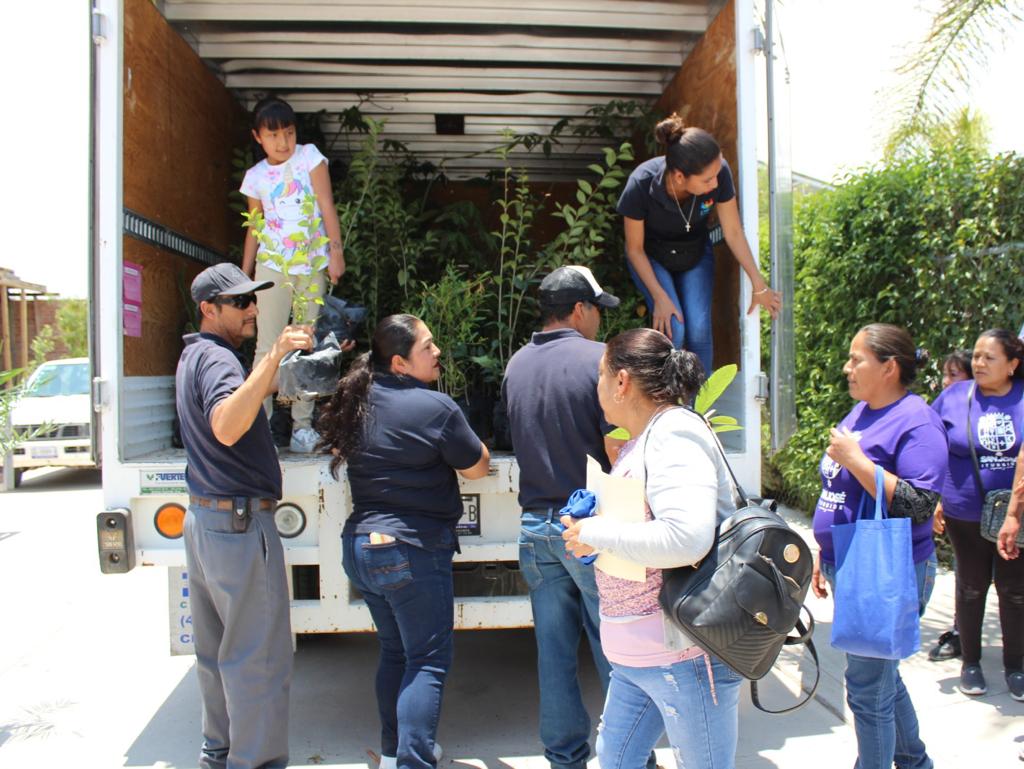 1 3 - Participan más de 800 familias en campaña “Adopta un árbol”