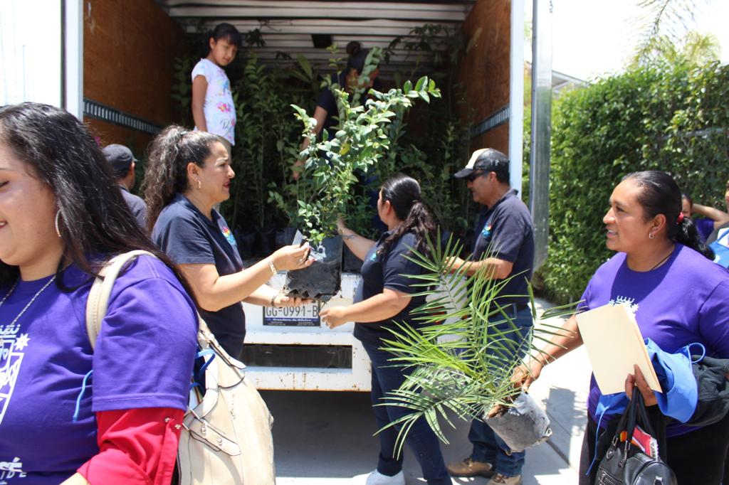 2 3 - Participan más de 800 familias en campaña “Adopta un árbol”