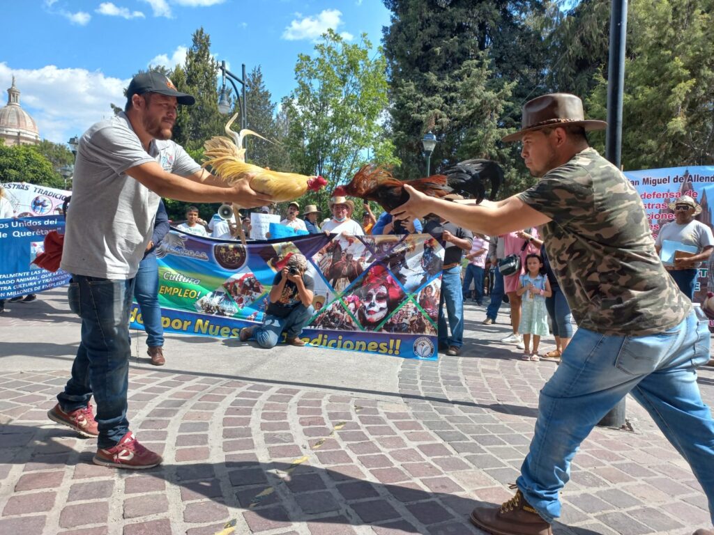 4 13 1024x768 - Galleros de San José Iturbide se manifiestan en pro de las peleas de gallos