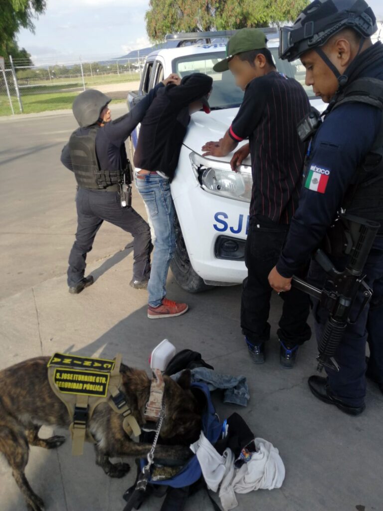 3 16 768x1024 - “Andy”, de la Unidad Canina de San José Iturbide, detecta sustancias con características propias de la marihuana