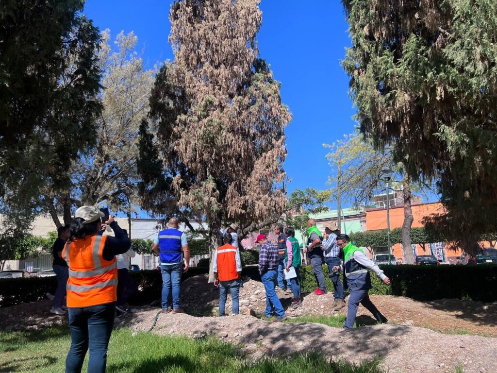 6 4 1024x768 - Trabajan autoridades locales y estatales en atención y mantenimiento de arbolado municipal