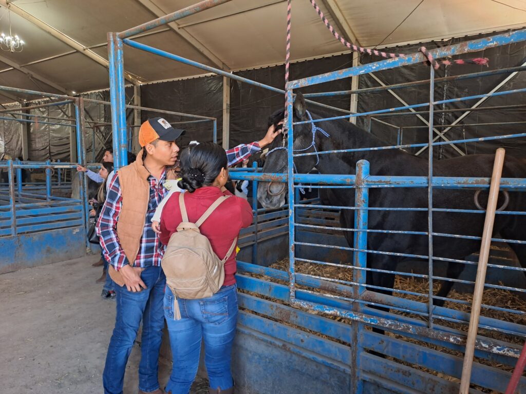 gana7 1024x768 - INAUGURAN LA EXPO GANADERA DE LA FERIA DE SAN JOSÉ 2024