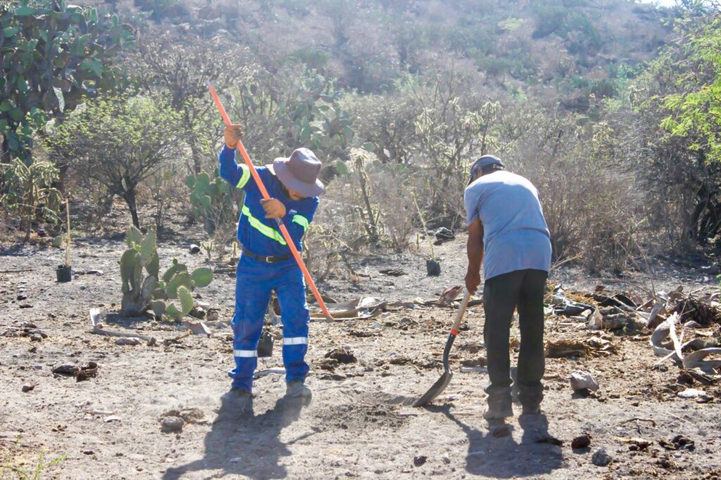 WhatsApp Image 2024 05 20 at 5.01.19 PM 1024x682 - GOBIERNO E IP SUMAN ESFUERZOS Y REFORESTAN MÁS DE 100 ÁRBOLES EN CERRITO DE GALOMO