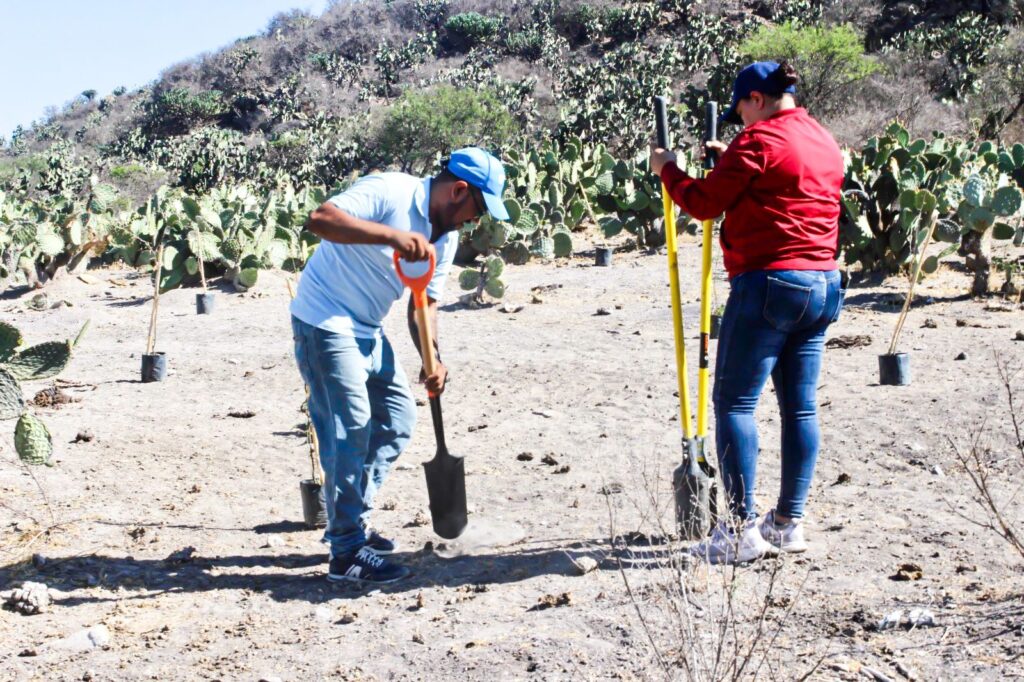 WhatsApp Image 2024 05 20 at 5.01.20 PM 1024x682 - GOBIERNO E IP SUMAN ESFUERZOS Y REFORESTAN MÁS DE 100 ÁRBOLES EN CERRITO DE GALOMO