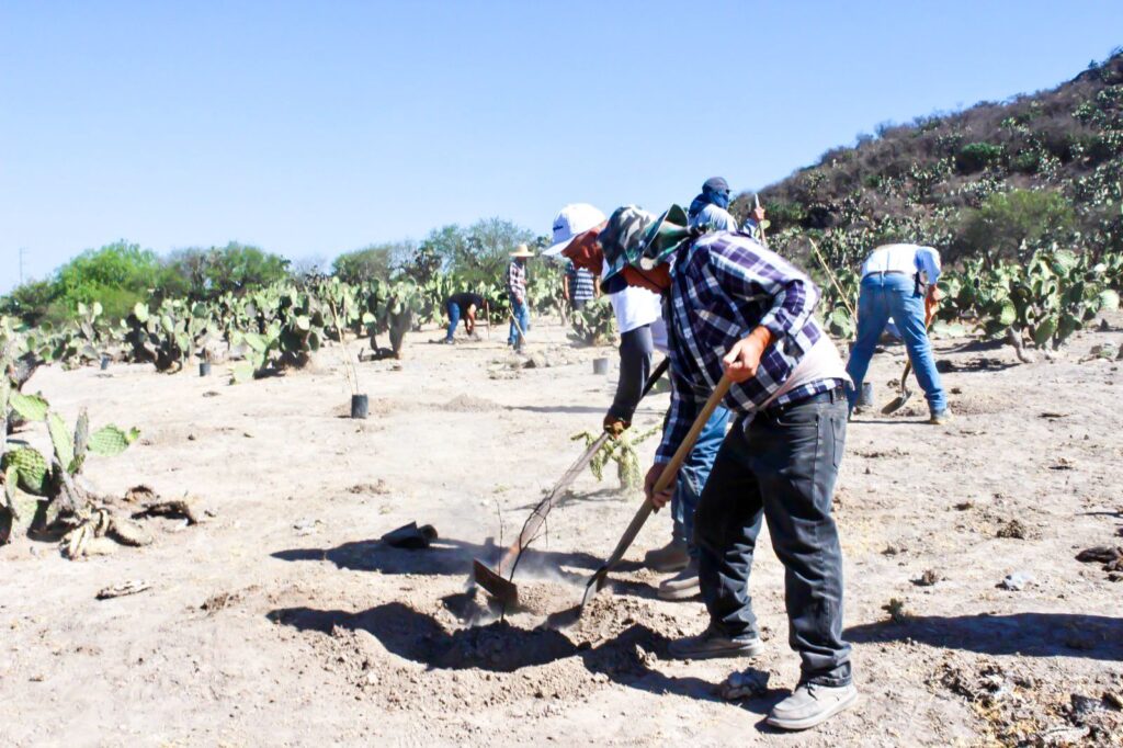 WhatsApp Image 2024 05 20 at 5.01.21 PM 1024x682 - GOBIERNO E IP SUMAN ESFUERZOS Y REFORESTAN MÁS DE 100 ÁRBOLES EN CERRITO DE GALOMO