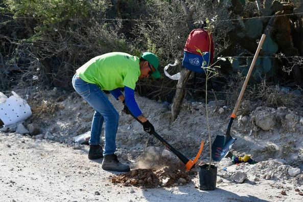 436358198 848317653959765 678487789361067288 n - IP Y GOBIERNO REFORESTAN EL CAMINO DE ACCESO AL BASURERO MUNICIPAL