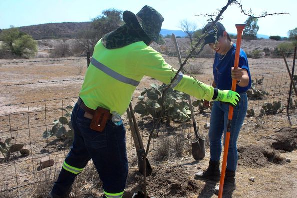 443713500 870217631769767 7650132782457854521 n - PLANTAN 60 ÁRBOLES EN LA COMUNIDAD DE MIRANDA