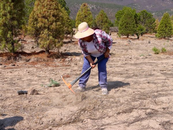 448203406 881482703976593 3474850737949723484 n - CONCLUYE CON ÉXITO CAMPAÑA DE REFORESTACIÓN EN SAN JOSÉ ITURBIDE