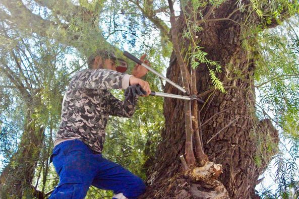 448535752 885286980262832 8752581404342585486 n - REALIZAN PODAS PREVENTIVAS EN EL ARBOLADO URBANO DE SJI