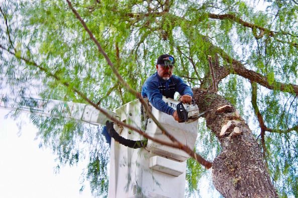 448539599 885286863596177 8942883427086006305 n - REALIZAN PODAS PREVENTIVAS EN EL ARBOLADO URBANO DE SJI