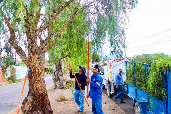 448637880 885286870262843 696057768021704561 n - REALIZAN PODAS PREVENTIVAS EN EL ARBOLADO URBANO DE SJI