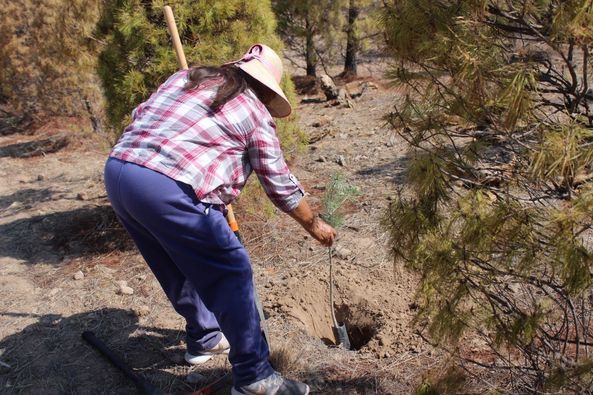 449377552 892290659562464 263810398668437269 n - Invitan a sumarse a las últimas jornadas de reforestación que se realizarán en el municipio