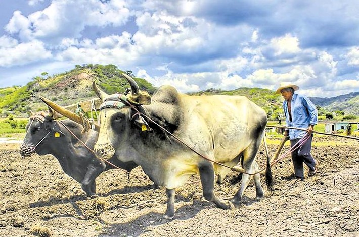 arado con yunta - La agricultura tradicional: sus yuntas y sabiduría ancestral en San Joaquín, Querétaro