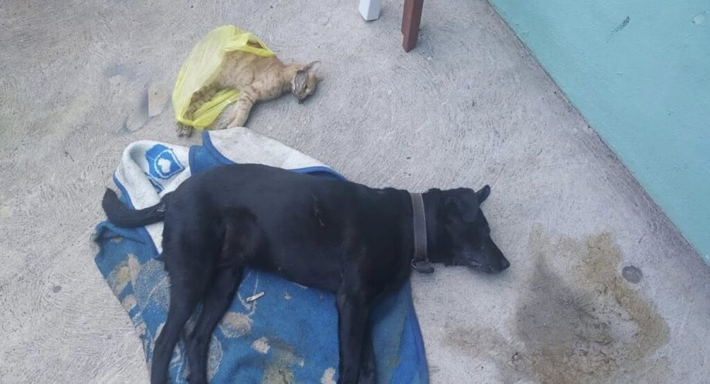 a 67 1024x554 - Indignación en Prados del Rosario por envenenamiento de perros y gatos