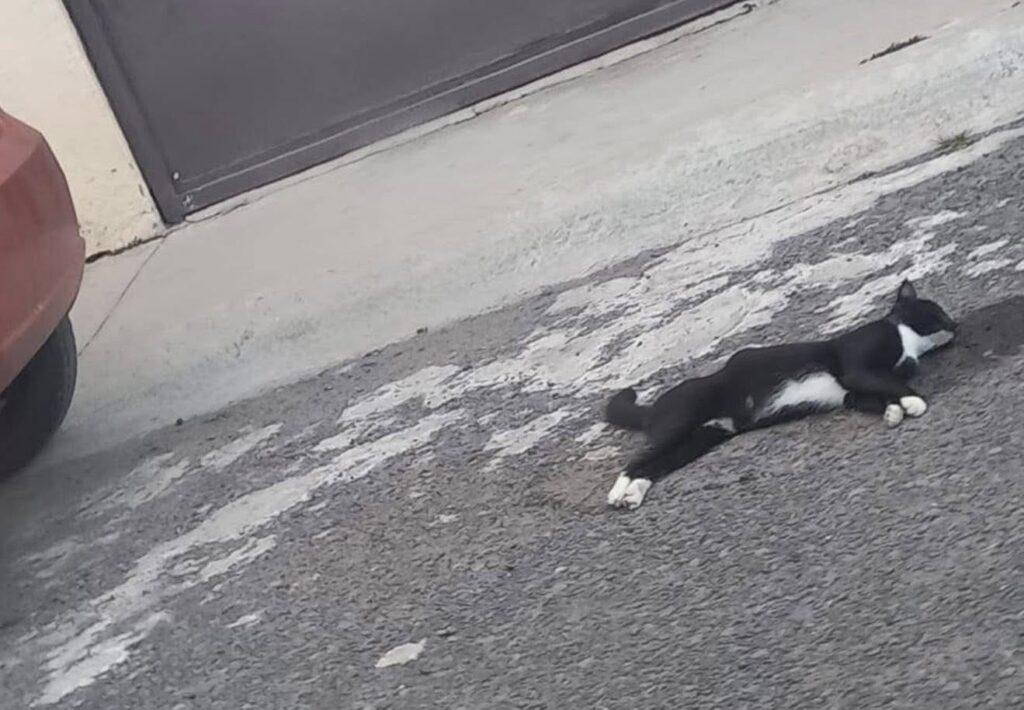 b 50 1024x710 - Indignaci&oacute;n en Prados del Rosario por envenenamiento de perros y gatos