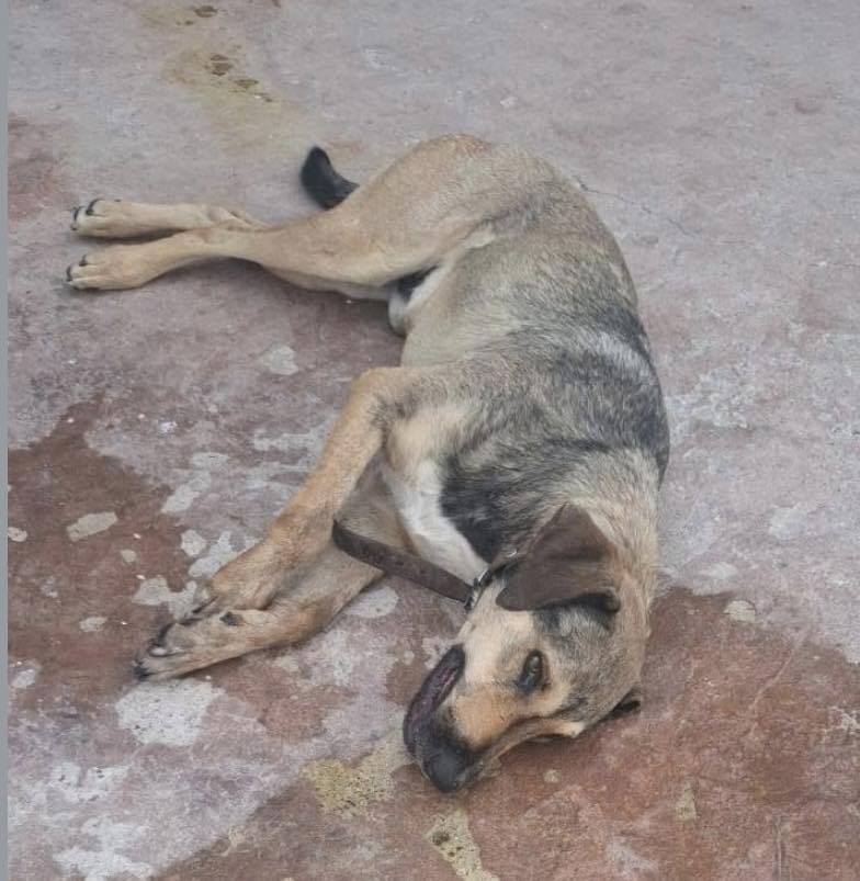 c 48 - Indignaci&oacute;n en Prados del Rosario por envenenamiento de perros y gatos