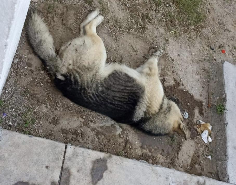 d 40 - Indignaci&oacute;n en Prados del Rosario por envenenamiento de perros y gatos